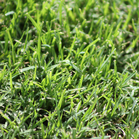 Eureka Kikuyu Grass Close Up