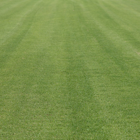 Eureka Kikuyu Turf