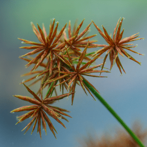 Nut grass weeds
