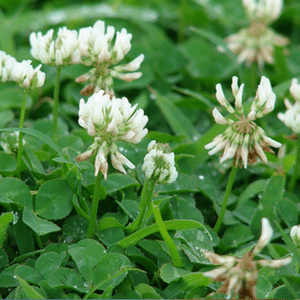 Clover weed