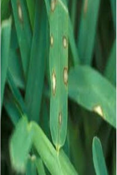 grey leaf spot grass disease