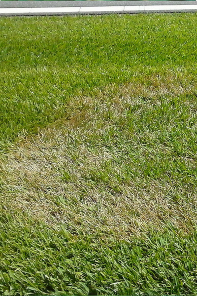 dead grass could be brown patch on lawn