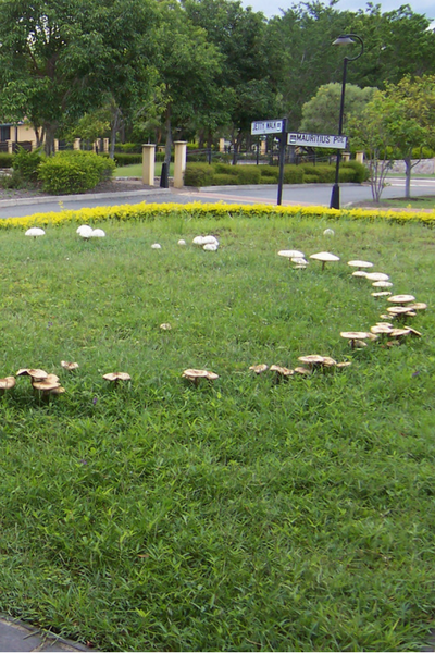 dead grass and mushrooms are a sure sign of fairy ring