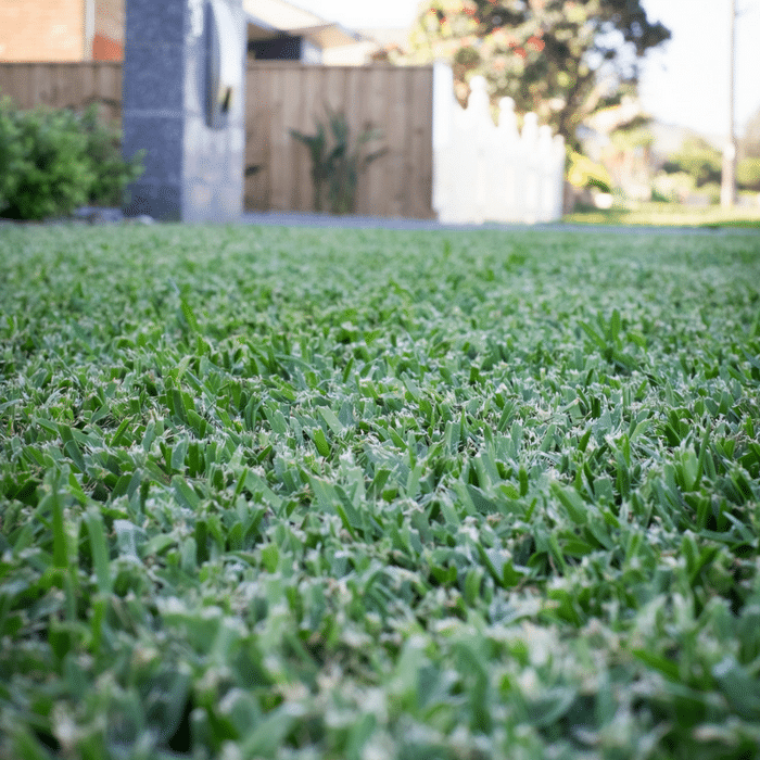 An even, unscalped lawn