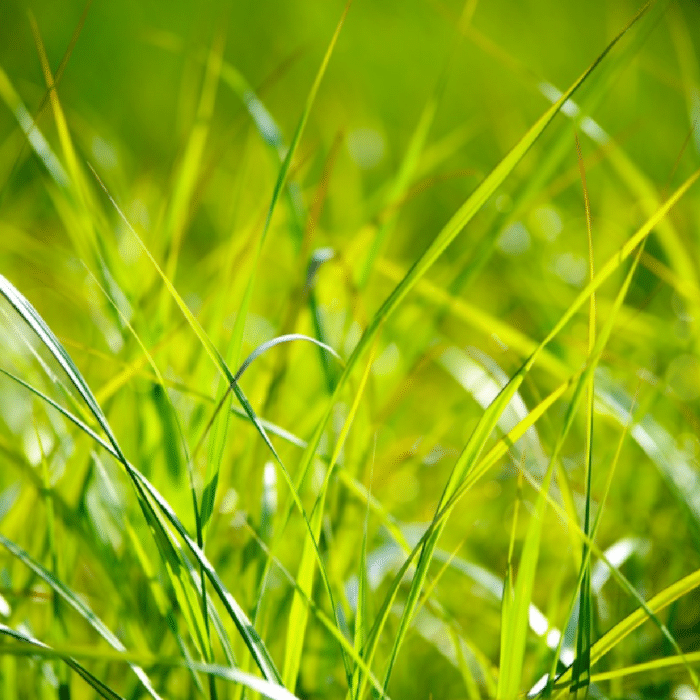 Cooling effect of grass